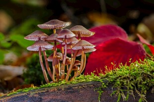 苔藓上的簇生小蘑菇