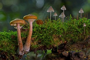 青苔上的蘑菇群