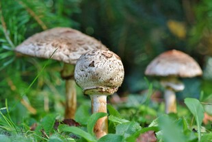 草地上的蘑菇