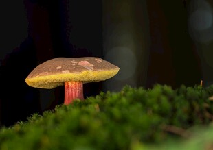 草丛中的艳丽蘑菇