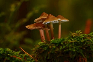 苔藓上的几株小蘑菇