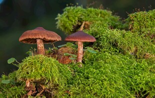 林间蘑菇与翠绿苔藓