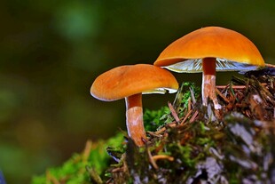 森林中的橙色蘑菇