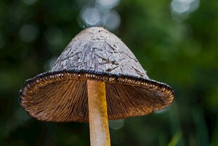 野外独株伞状灰蘑菇