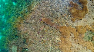 海底斑斓景象