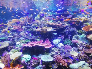 绚丽多彩的海底珊瑚景观