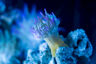 梦幻海葵绽放于珊瑚间