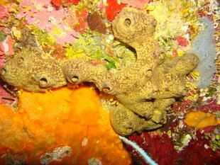 海底多彩珊瑚与海洋生物