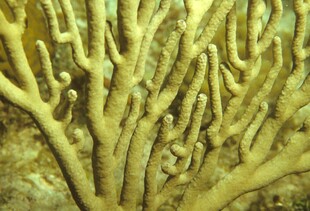 海底美丽的珊瑚枝桠