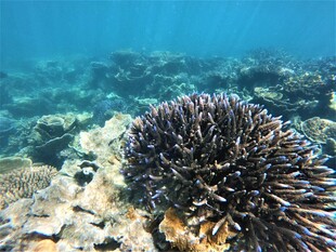 海底海胆与多彩珊瑚景观