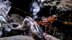 水族箱中的虾与水生生物