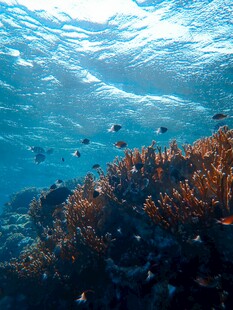 海底斑斓珊瑚与游鱼