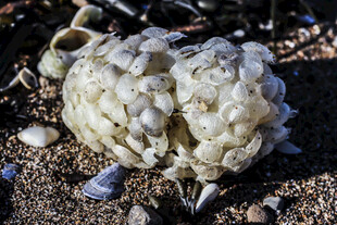 海边的奇特白色海洋生物