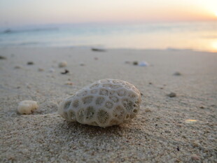 海滩上的独特斑点贝壳