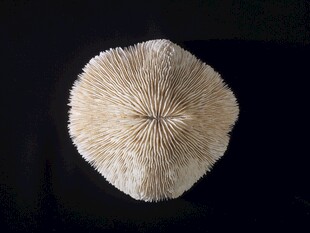 白色圆形海绵状海洋生物