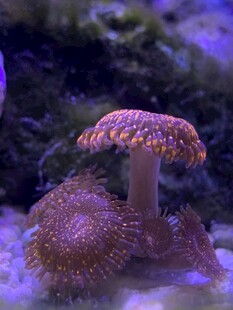 海底蘑菇状奇特海洋生物
