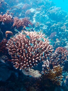 海底绚丽珊瑚景观