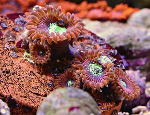 海葵