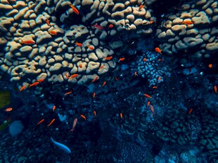 海底多彩生物景观