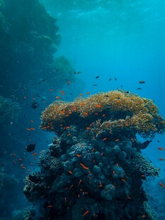 海底绚丽珊瑚景观