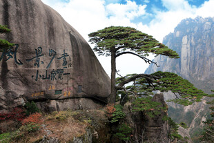黄山奇峰上的苍松