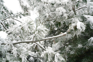 雪覆松枝的冬日美景