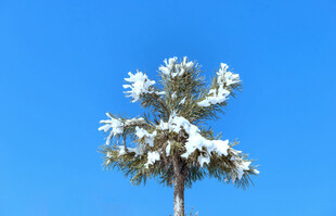 雪覆松树