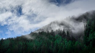 云雾缭绕的山林美景