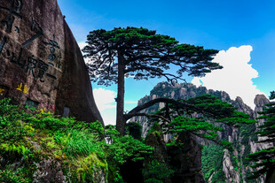 黄山奇峰旁的挺拔松树