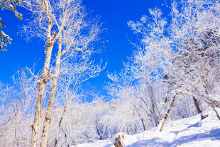 冬日雪覆树林美景