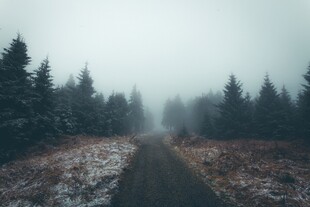 雾中雪林小路