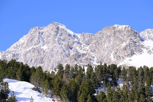 雪山松林美景