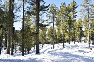 冬日雪覆松林美景