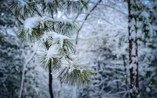 雪覆松枝的冬日美景