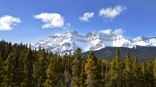 雪山森林美景
