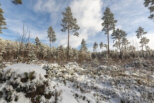 冬日雪景中的挺拔松林