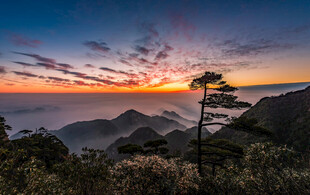 日出时分山间孤树美景