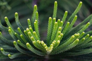 嫩绿植物特写