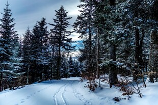 冬日雪覆森林美景