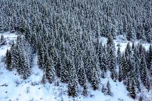 冬日雪覆森林俯瞰美景