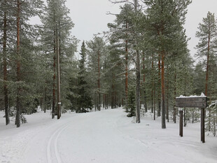 冬日雪林风景