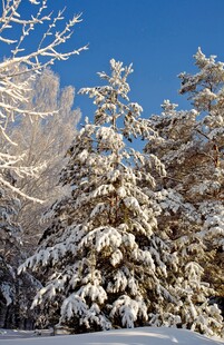 冬日雪景中的银装素裹树木