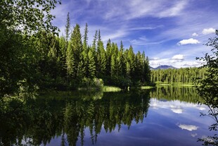 宁静湖畔森林美景