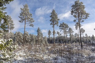 冬日雪覆森林景致