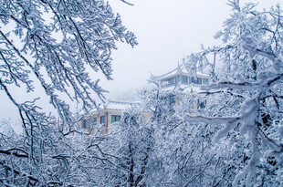 雪覆树枝
