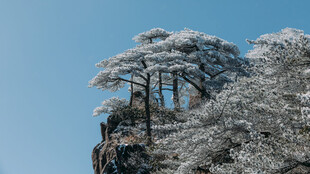 雪覆崖边松