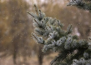 雪中的松枝特写