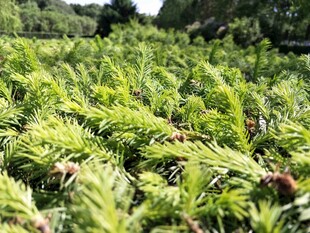 翠绿繁茂的植物景观