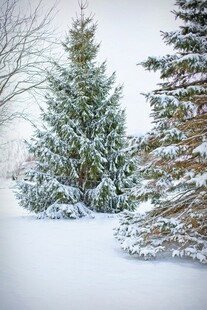冬日雪景中的挺拔松树