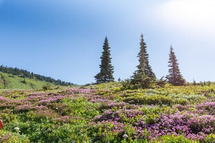 山间花海与挺拔松树